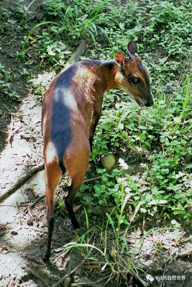 今日-黑背麂羚(bay duiker)