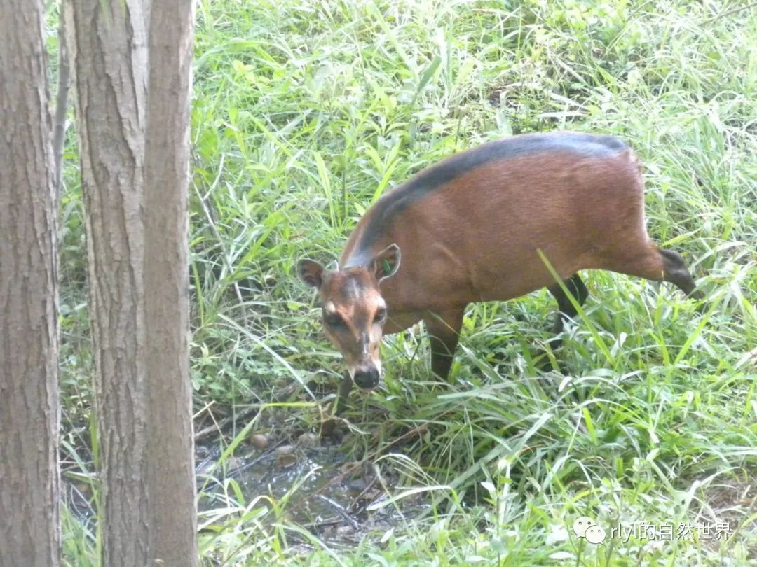 今日-黑背麂羚(bay duiker)