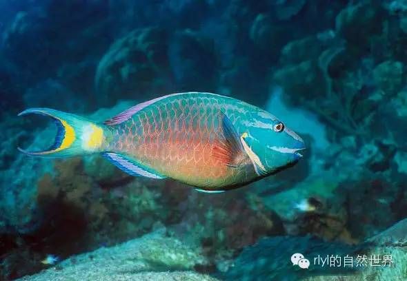 queenparrotfish图片