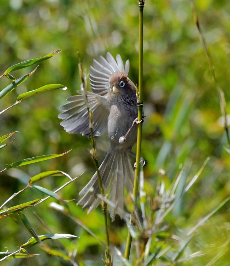 四川唐家河保护区白眶鸦雀