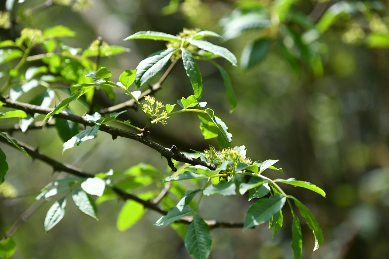 野花椒草图片