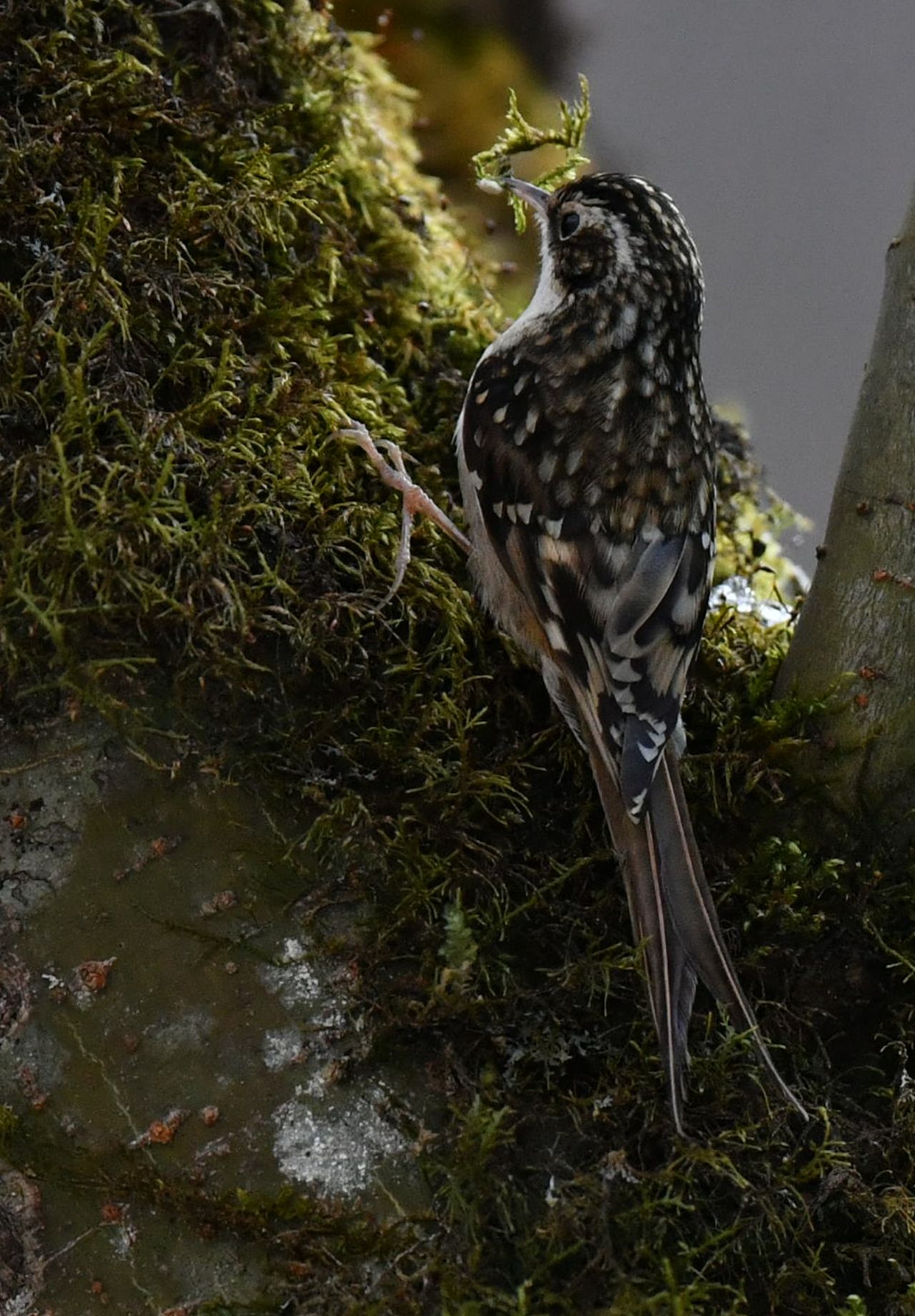 四川唐家河国家级自然保护区四川旋木雀