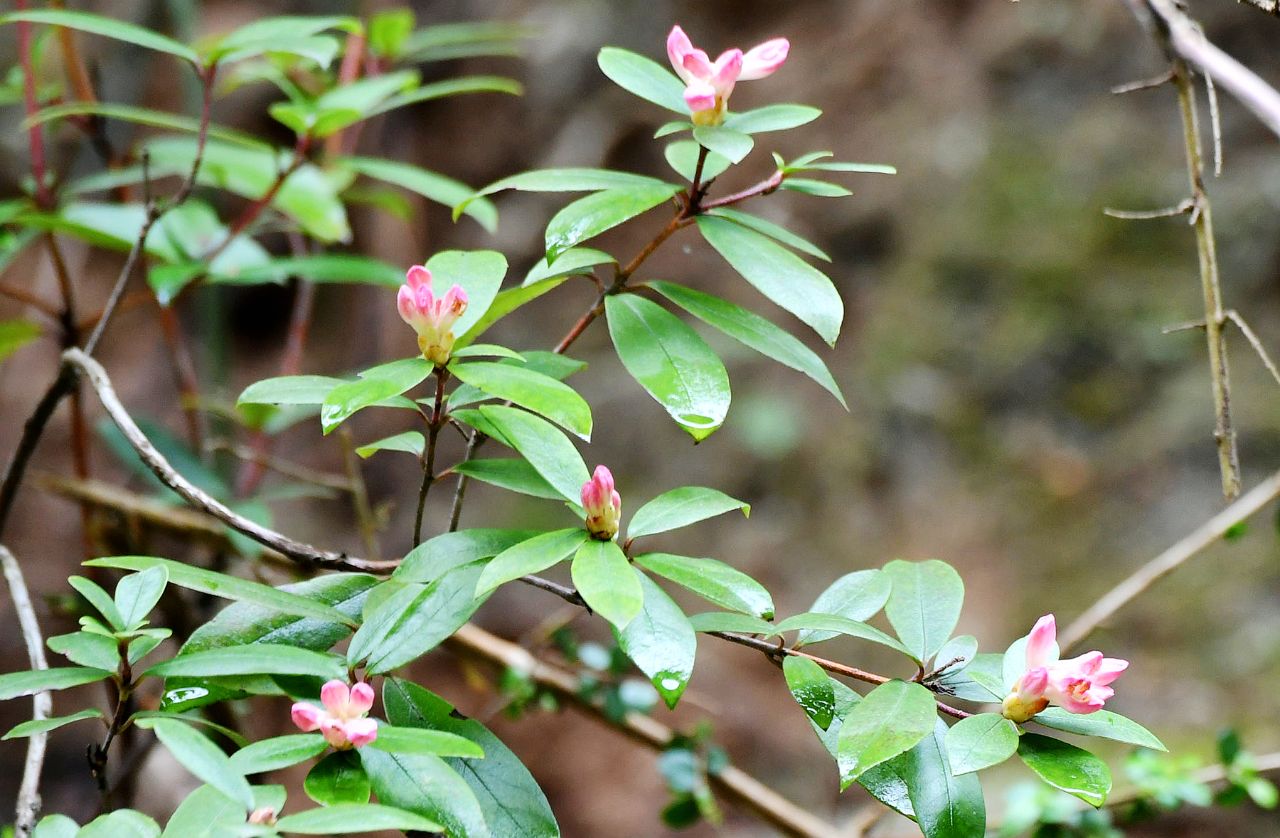 四川唐家河国家级自然保护区:腋花杜鹃 - 中国自然保护区生物标本资源