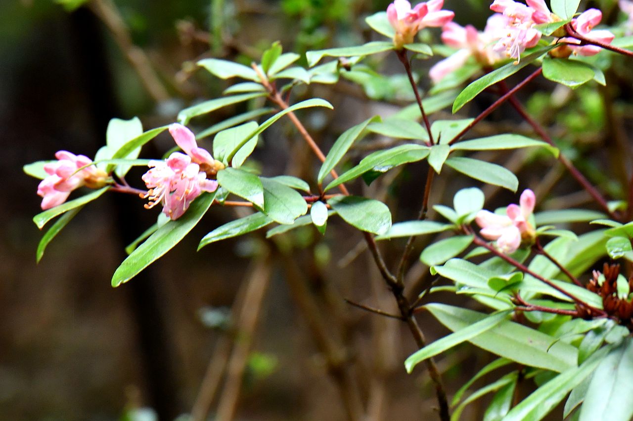 四川唐家河国家级自然保护区:腋花杜鹃 - 中国自然保护区生物标本资源