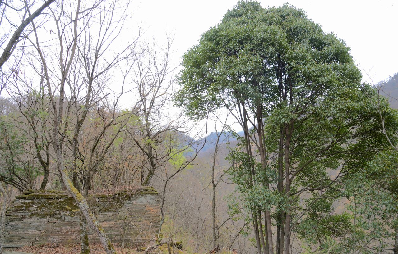 四川唐家河国家级自然保护区猴樟