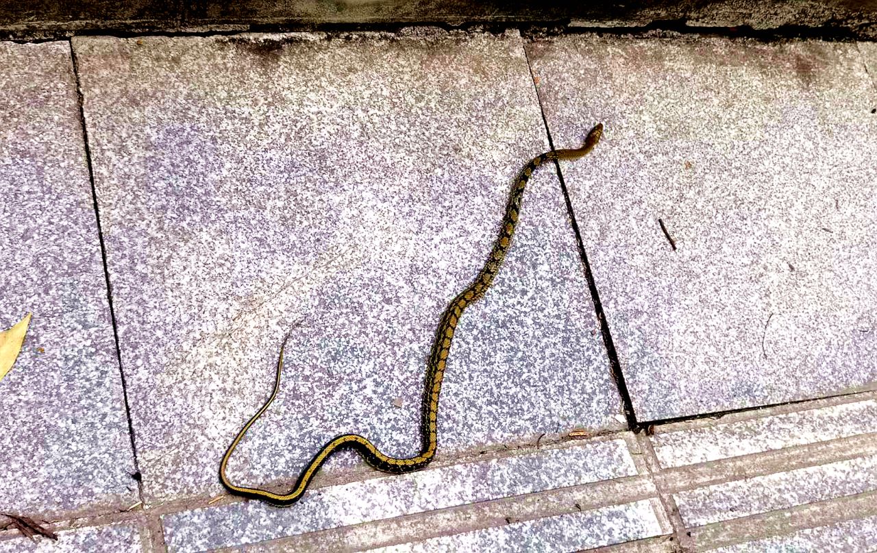 四川常见蛇类图片