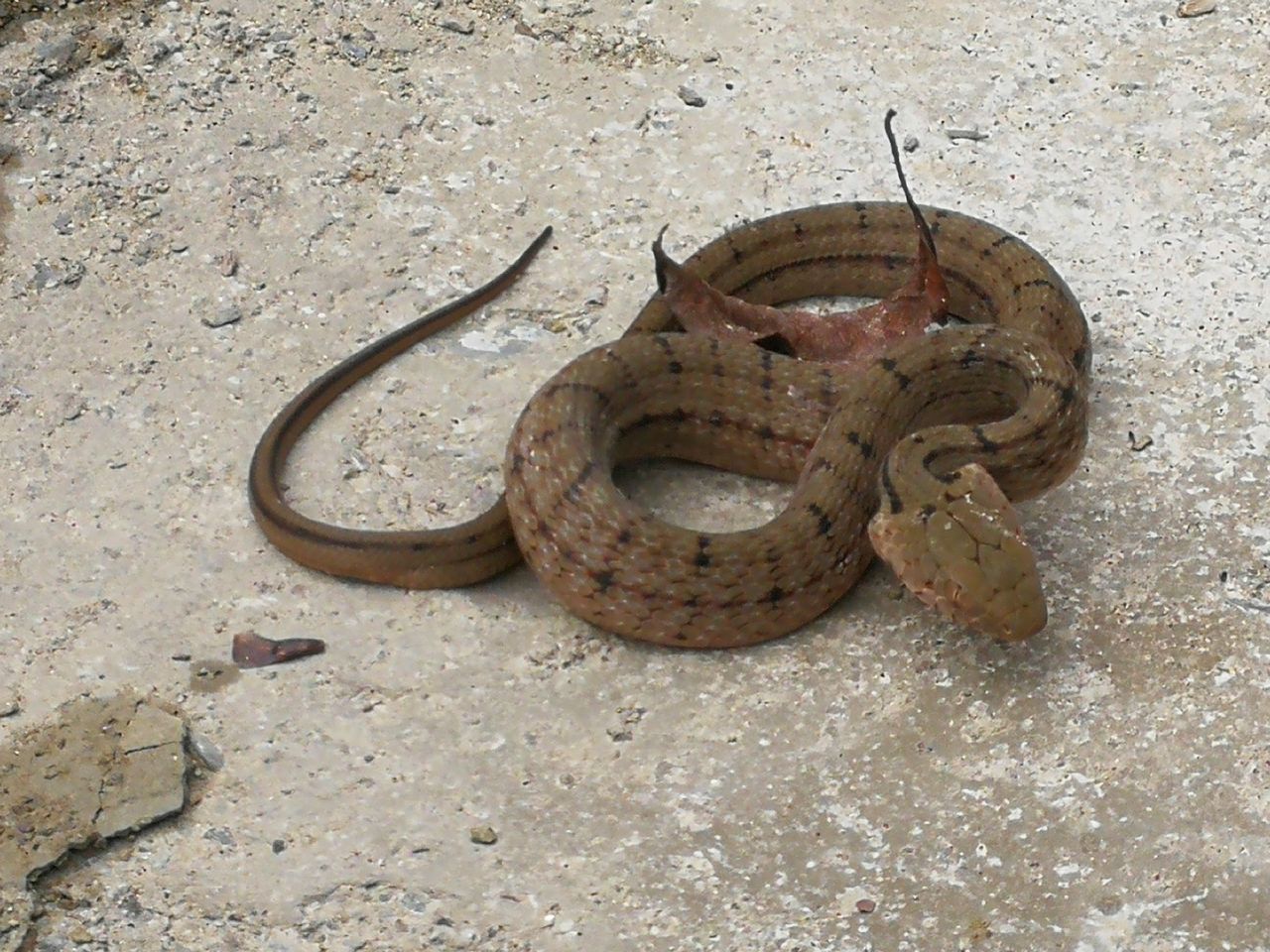 常见锦蛇图片