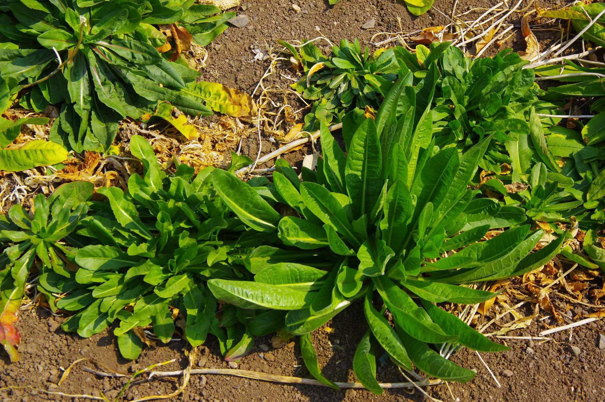 野菊苣菜图片