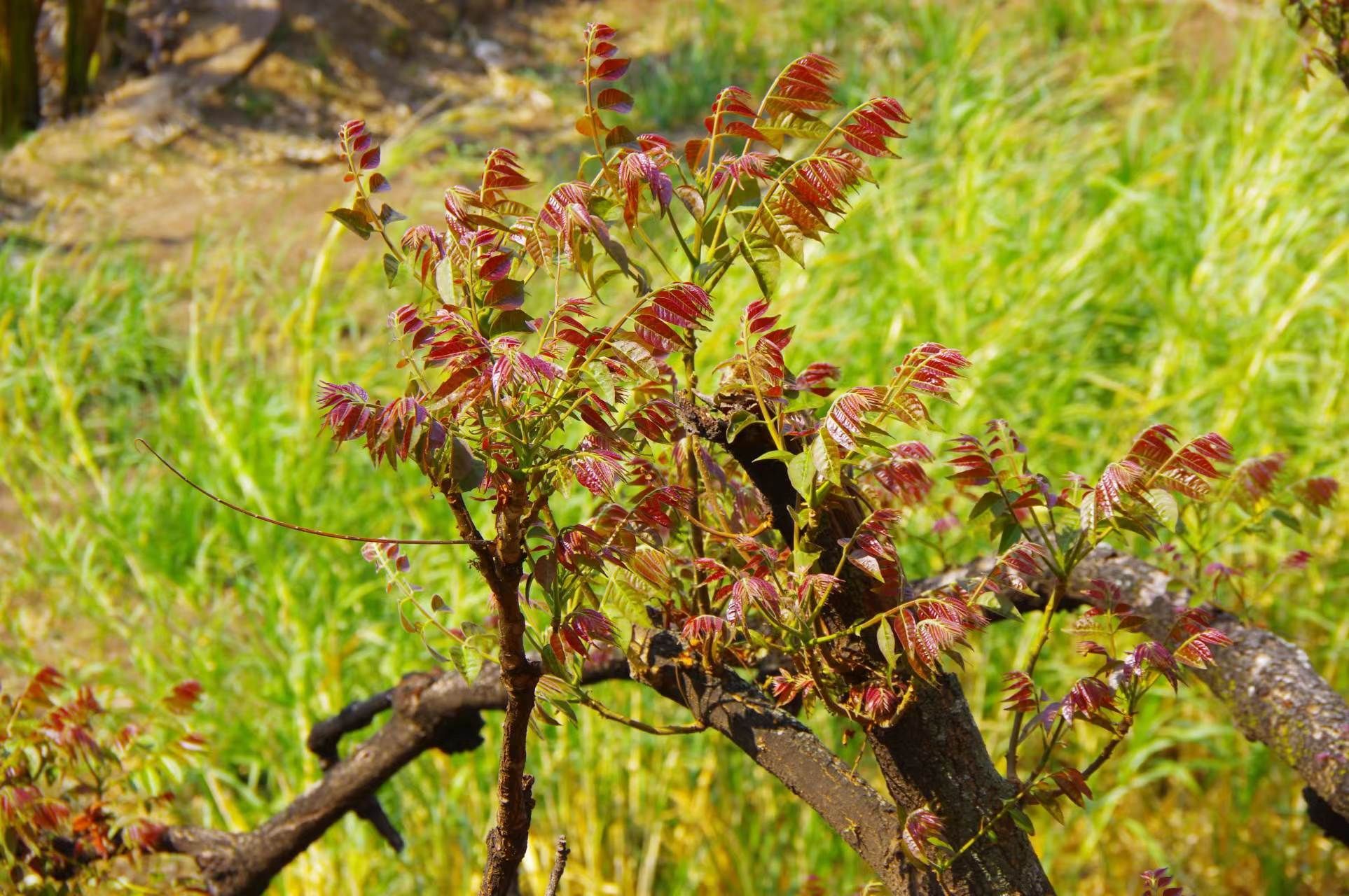 山野寻奇——香椿