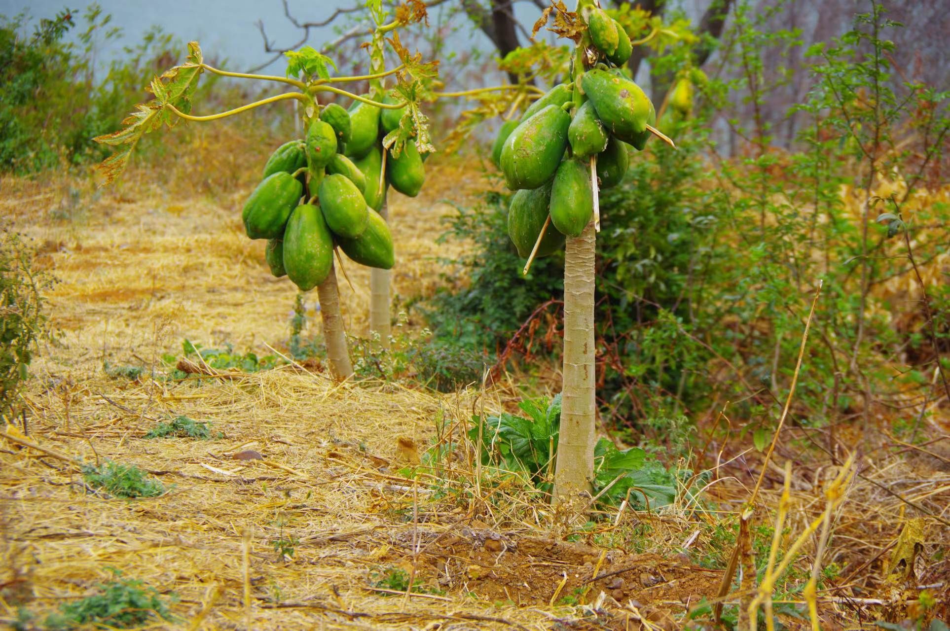 山野寻奇木瓜