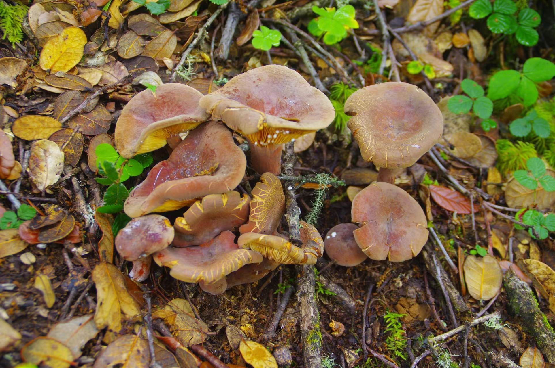 奶浆菌种类图片