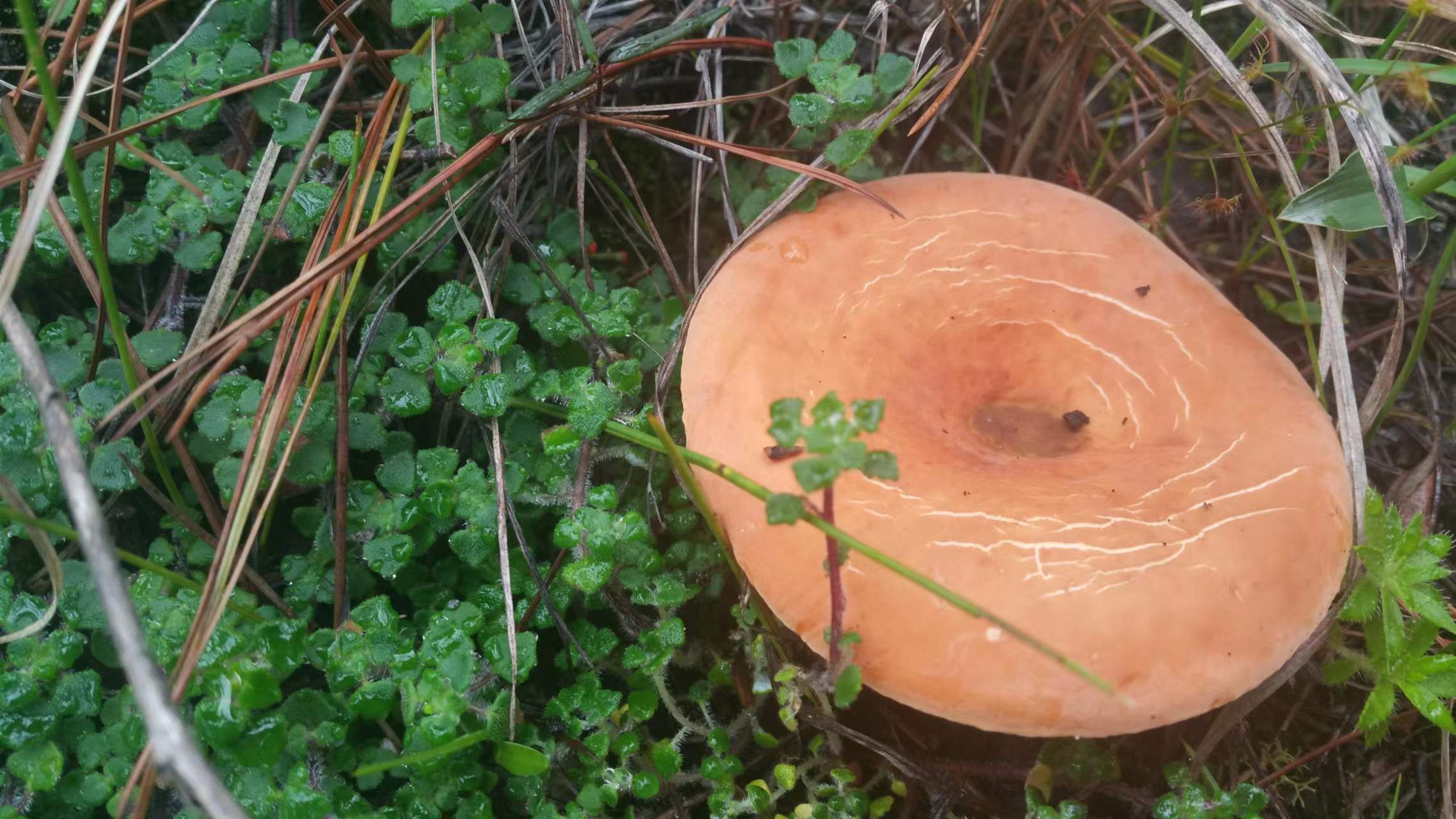 奶浆菌种类图片