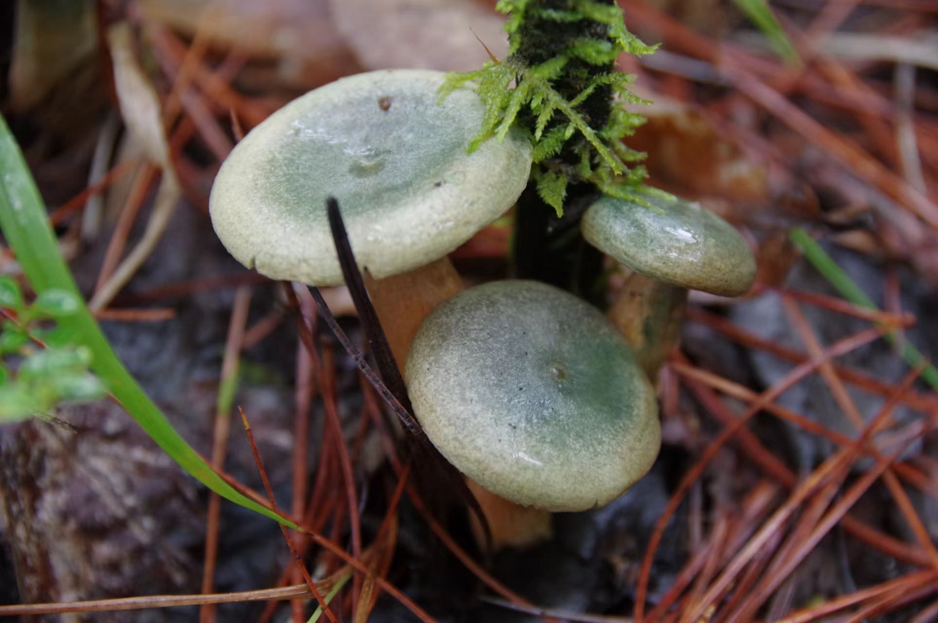 山野藏珍馐——铜绿菌