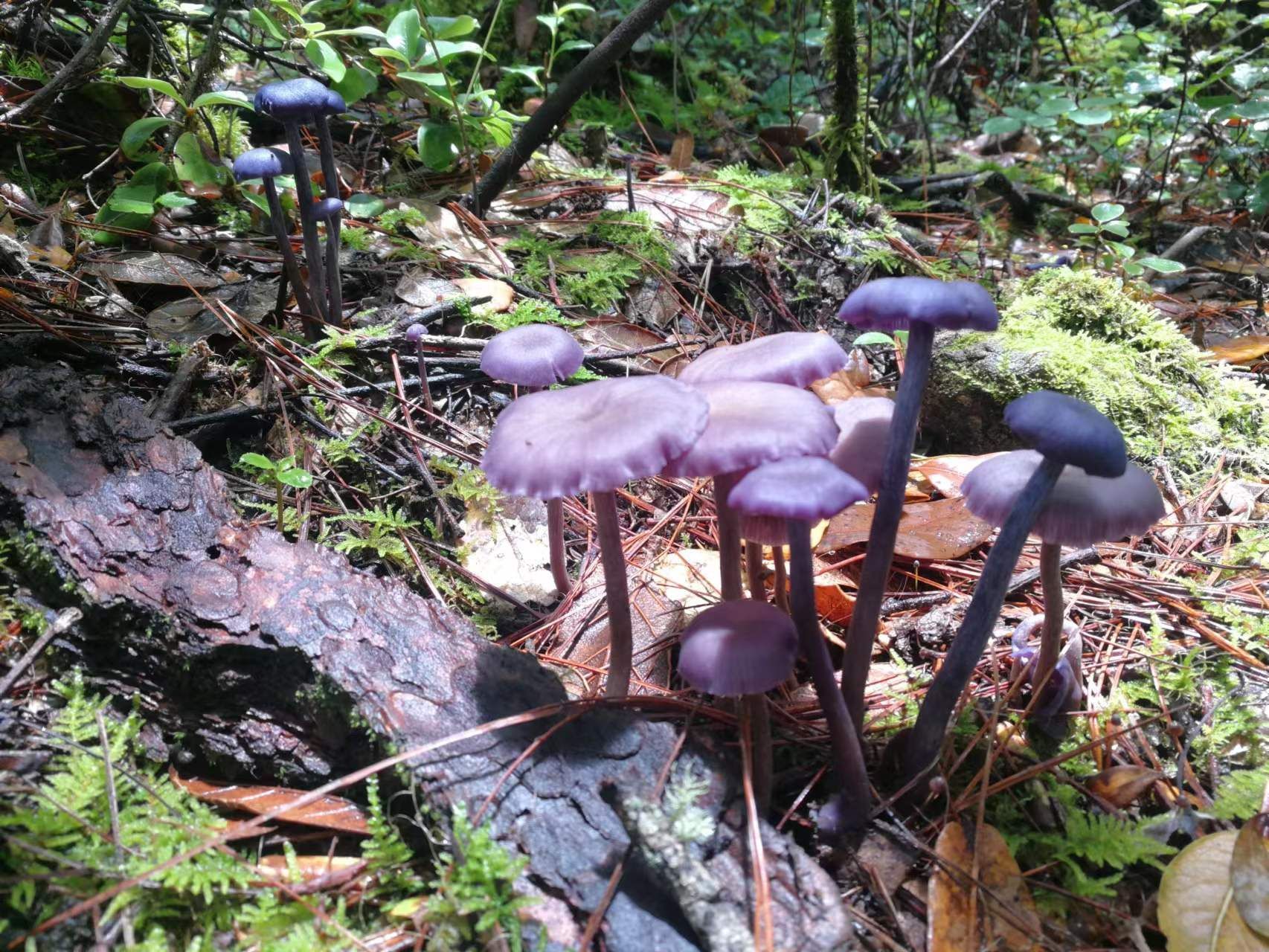 紫蜡蘑为伞菌目,白蘑科,蜡蘑属,又叫紫皮条菌,紫晶蜡蘑