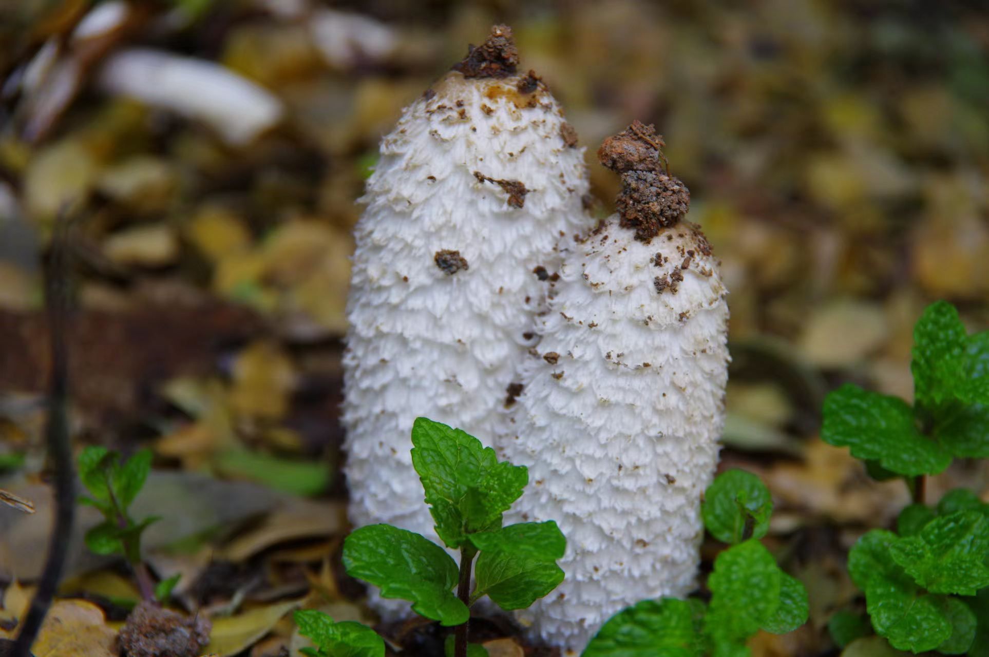 鬼伞蘑菇有毒吗图片