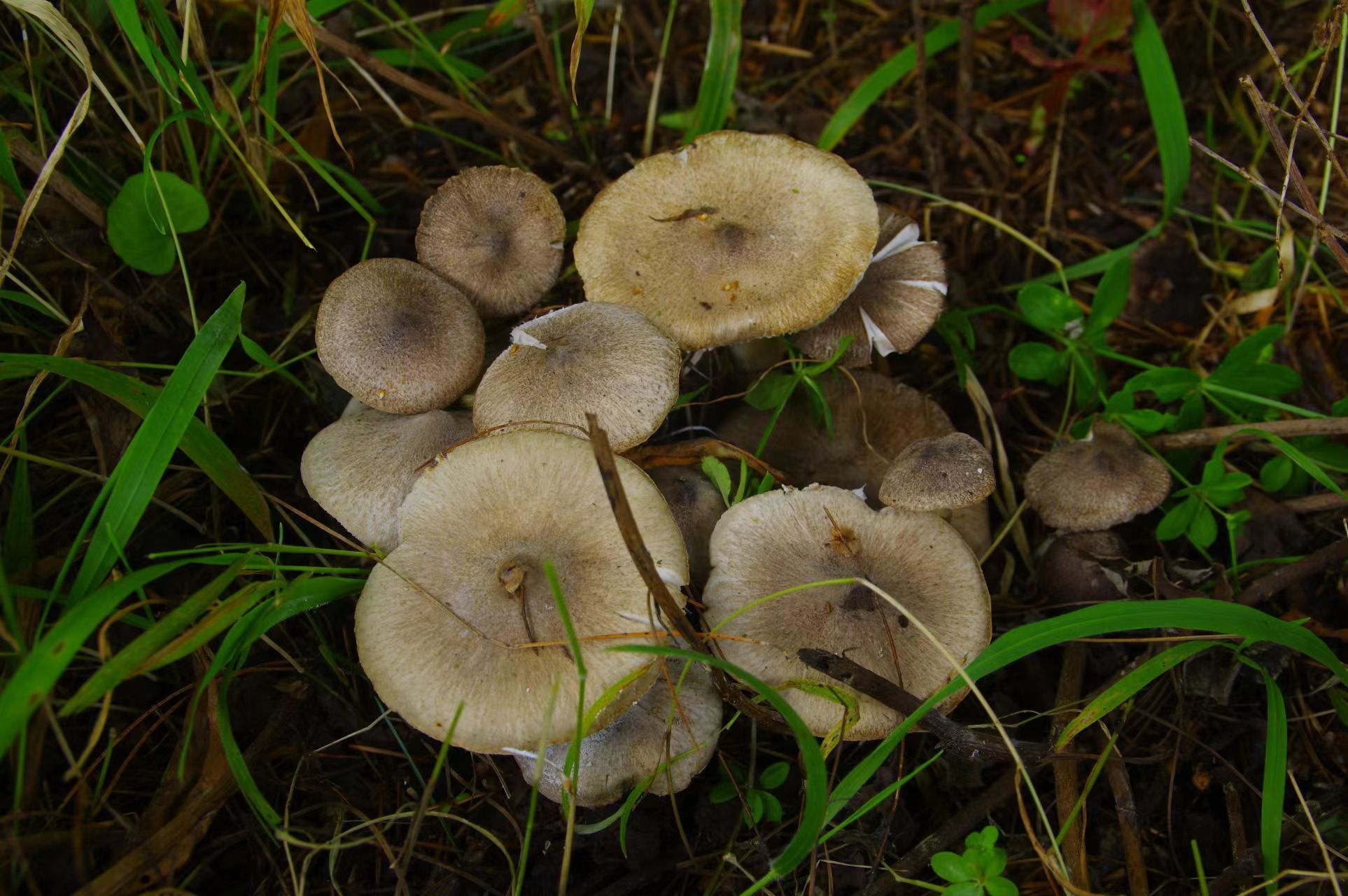 甘肃野生蘑菇品种图片