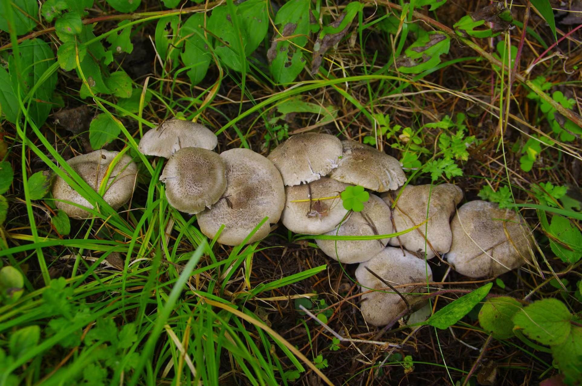 农村能吃的野蘑菇图图片