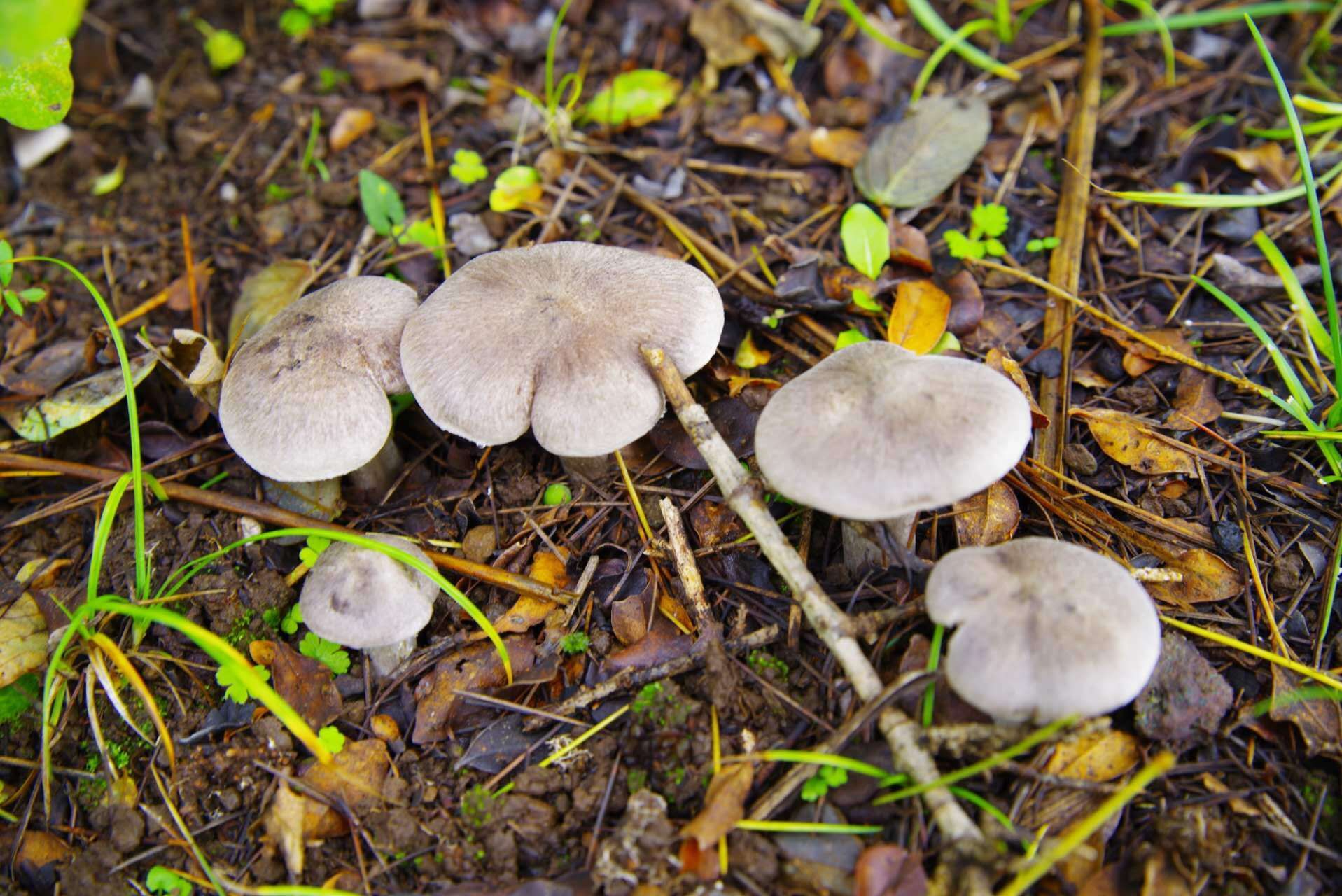 山野藏珍馐——棕灰口蘑