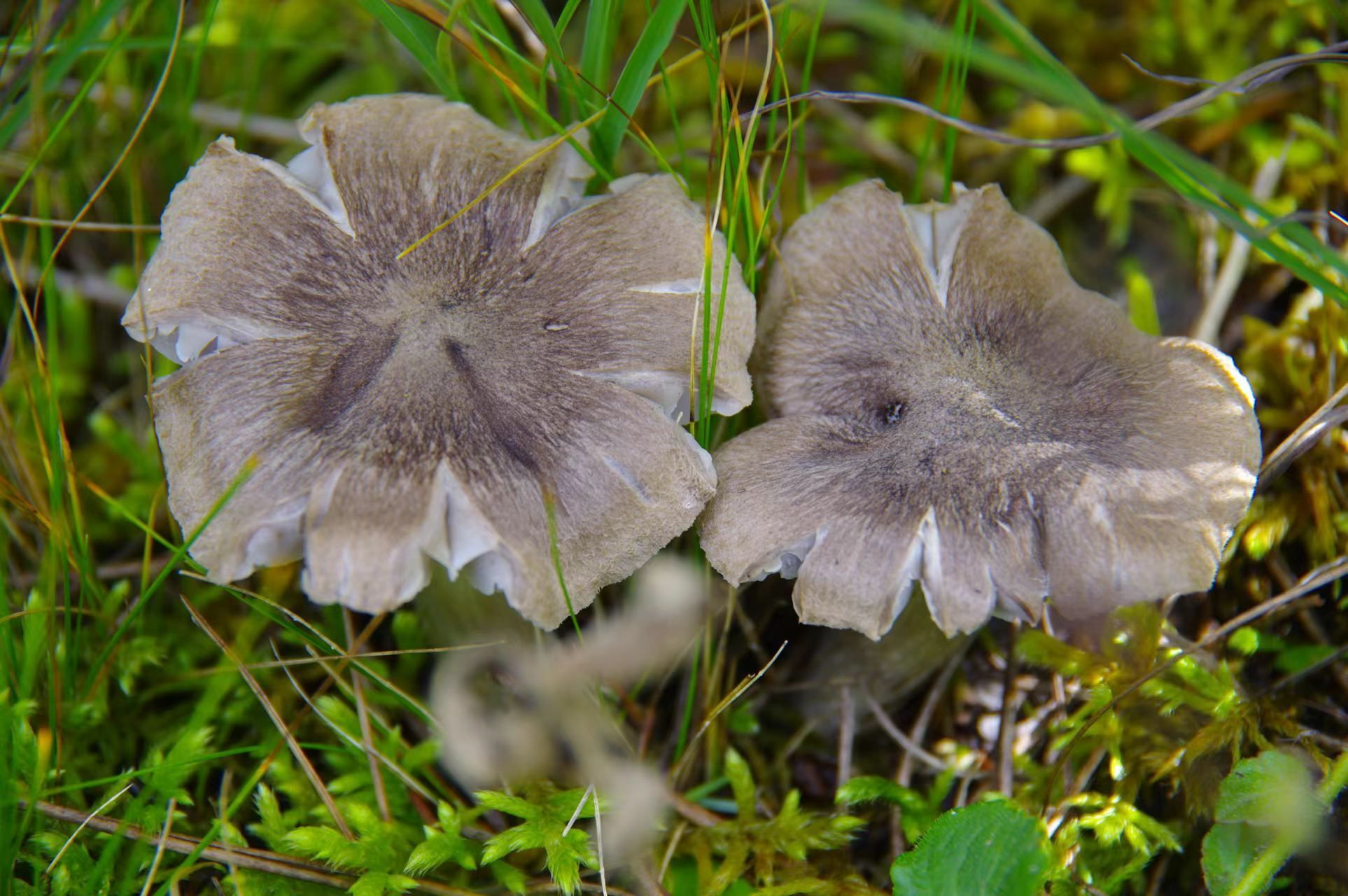 山野藏珍馐棕灰口蘑