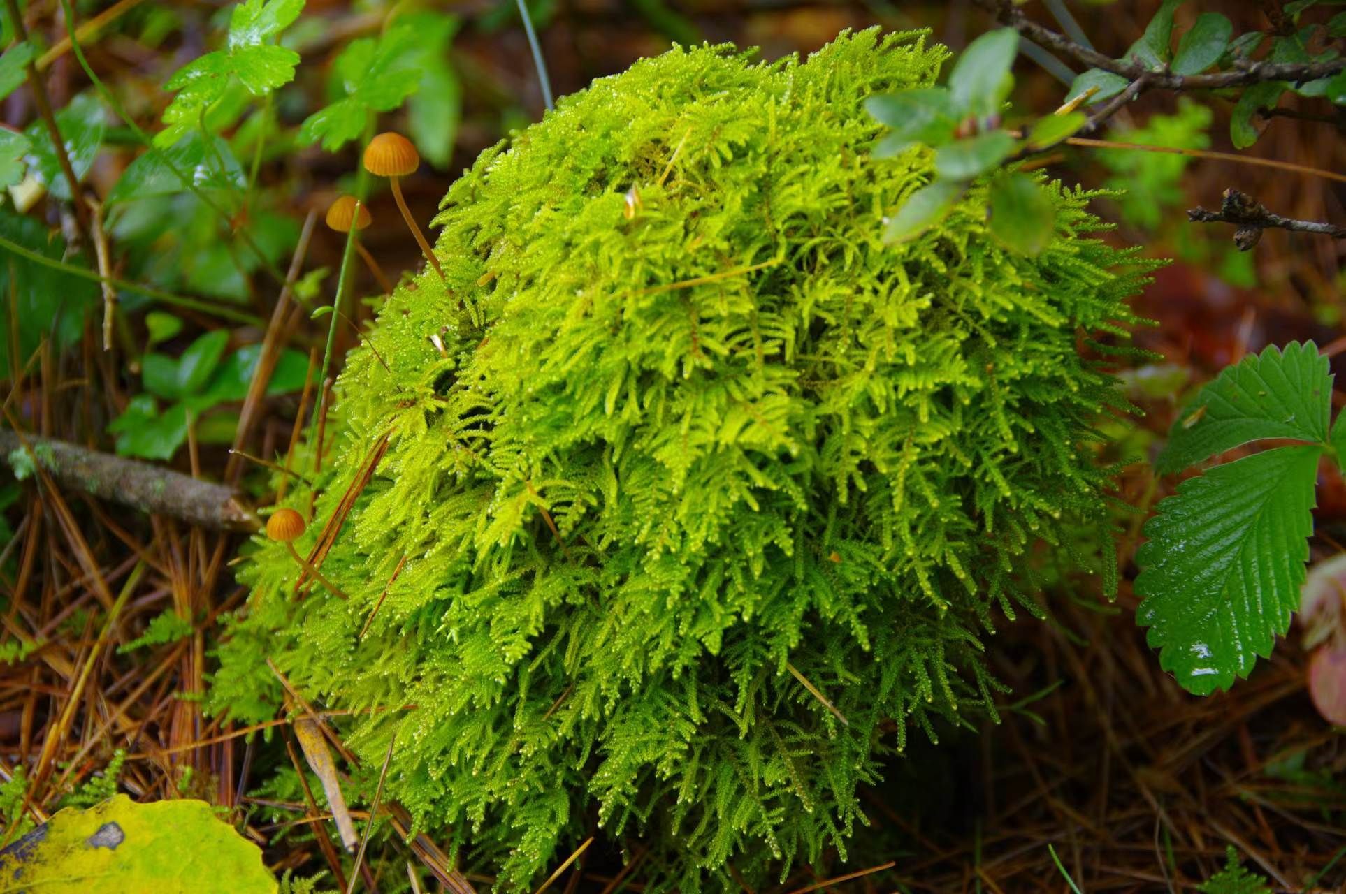 苔藓植物喜欢潮湿的环境,一般生长在裸露的石壁上,或潮湿的森林和沼泽