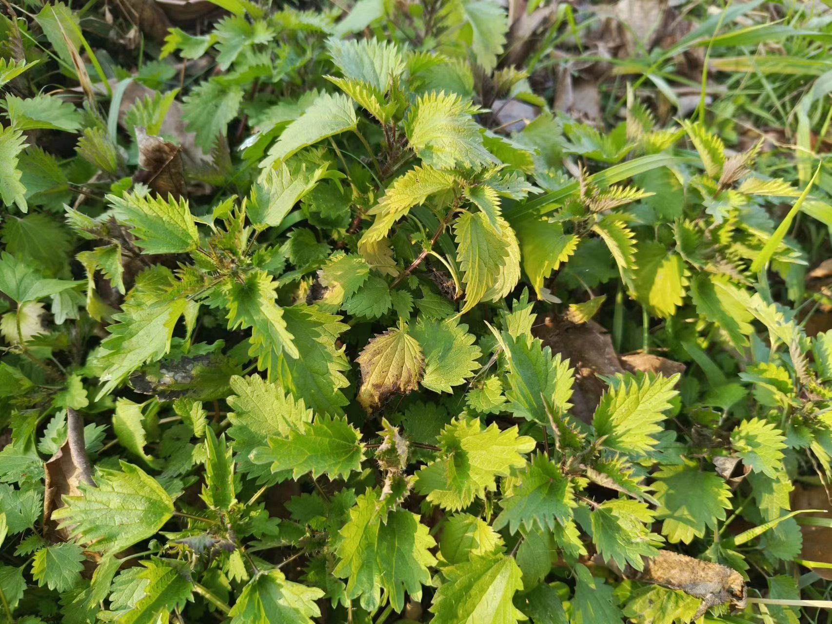 山野寻奇荨麻