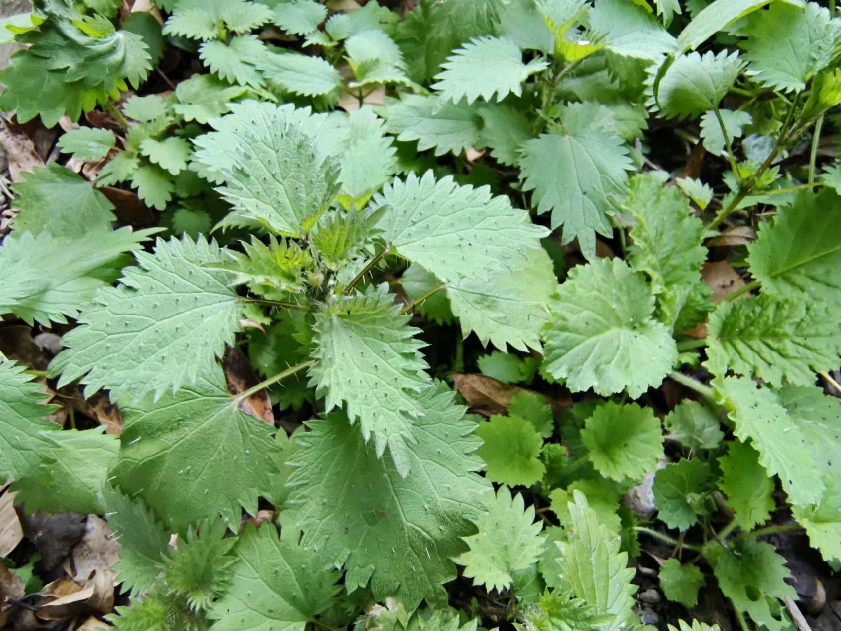 野荨麻花图片图片