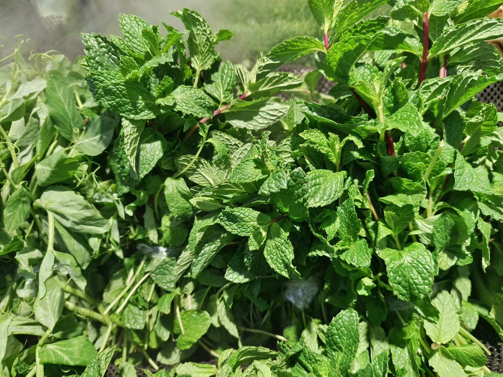 山野寻奇——薄荷