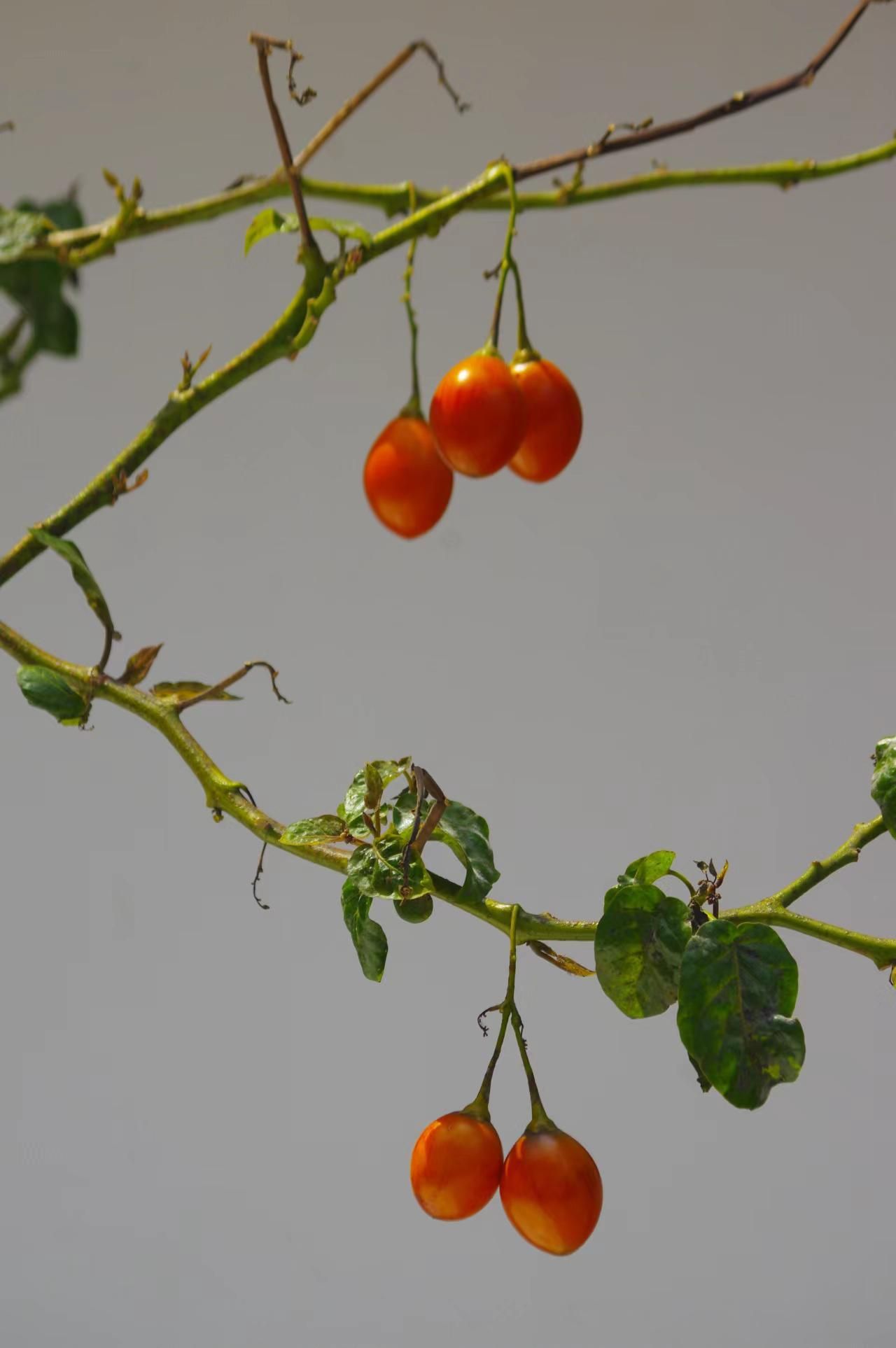 树番茄百科图片