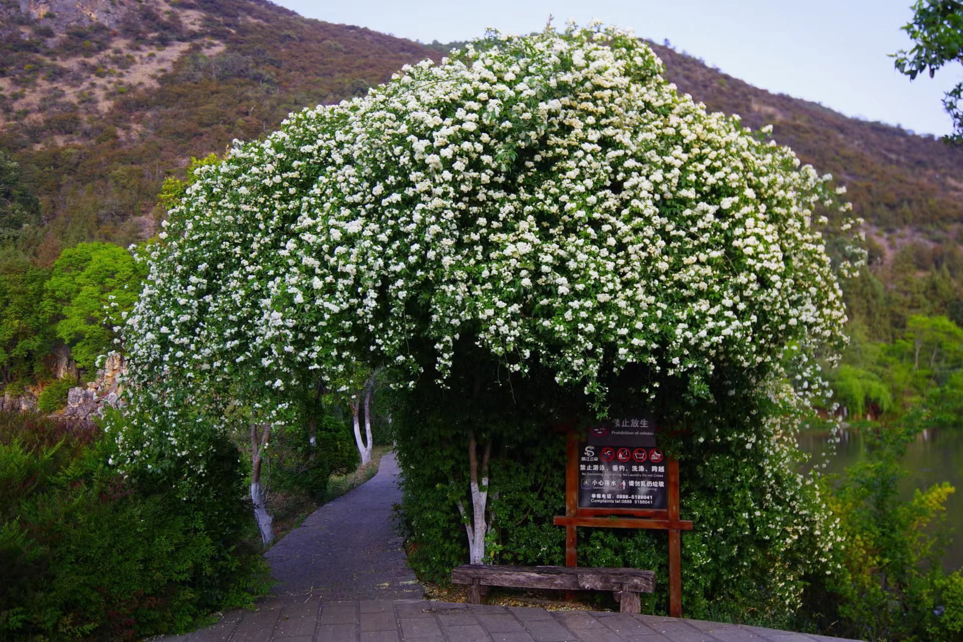 小叶十里香花图片图片