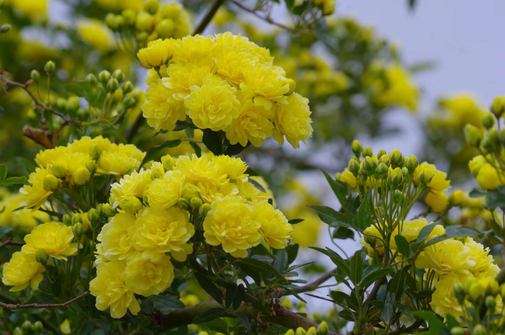 木香花图片高清图片