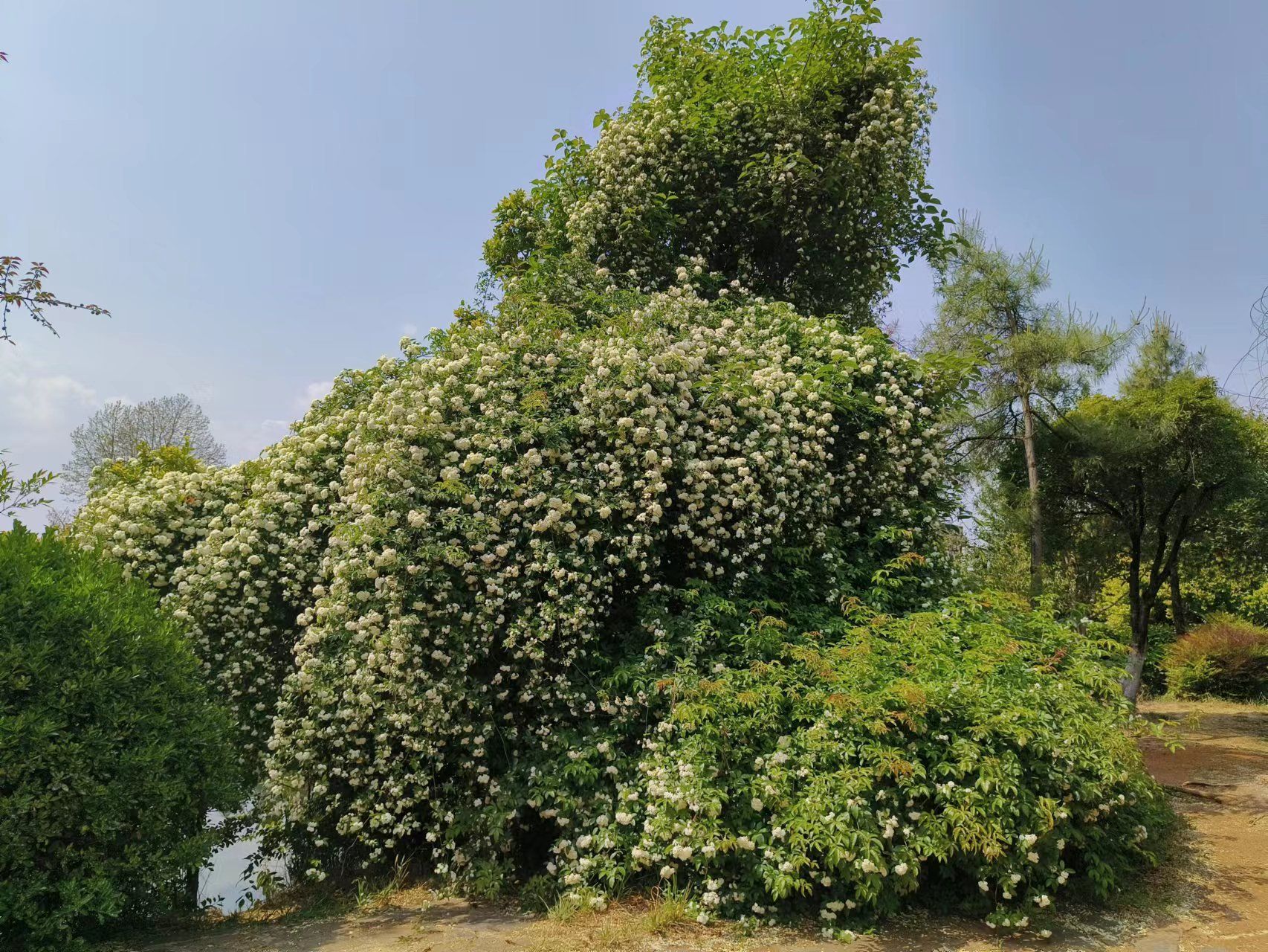 野木香花图片图片