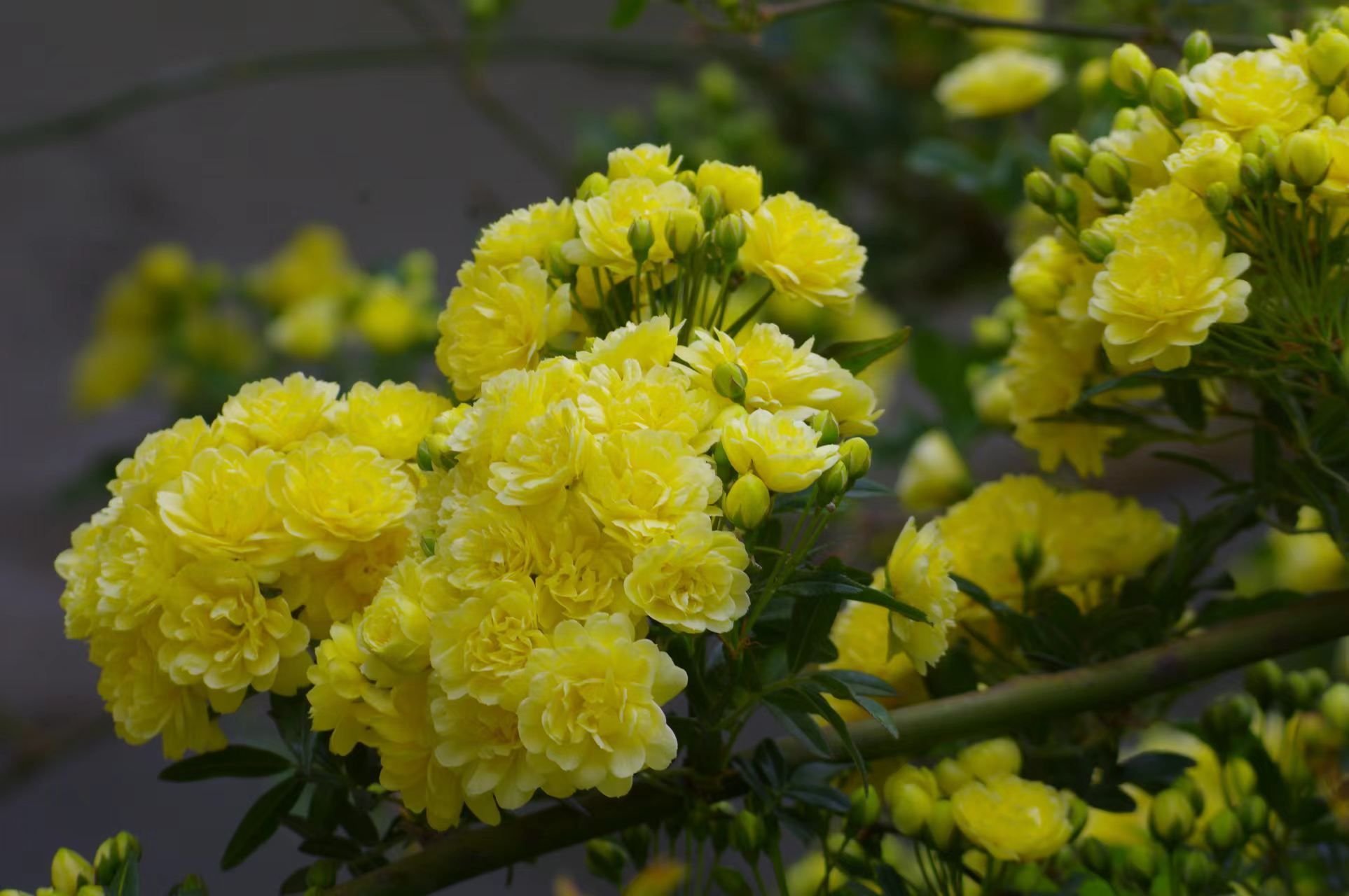 木香花图片高清图片