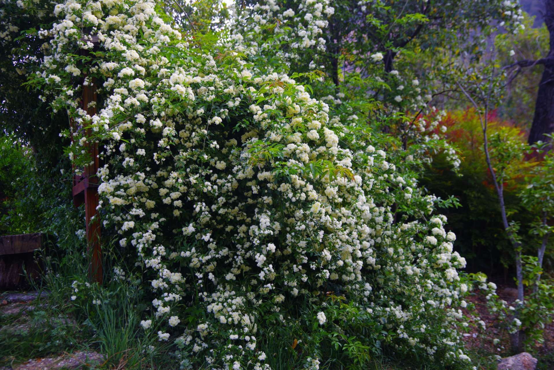 木香花图片高清图片