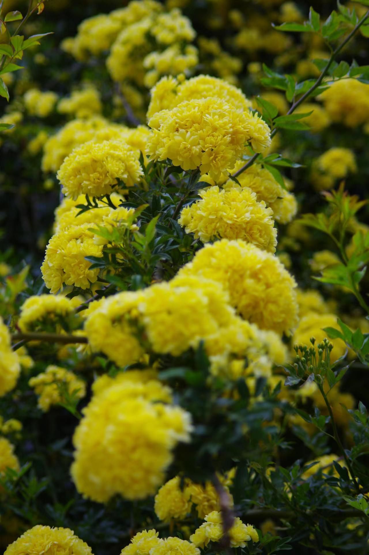 木香花图片高清图片