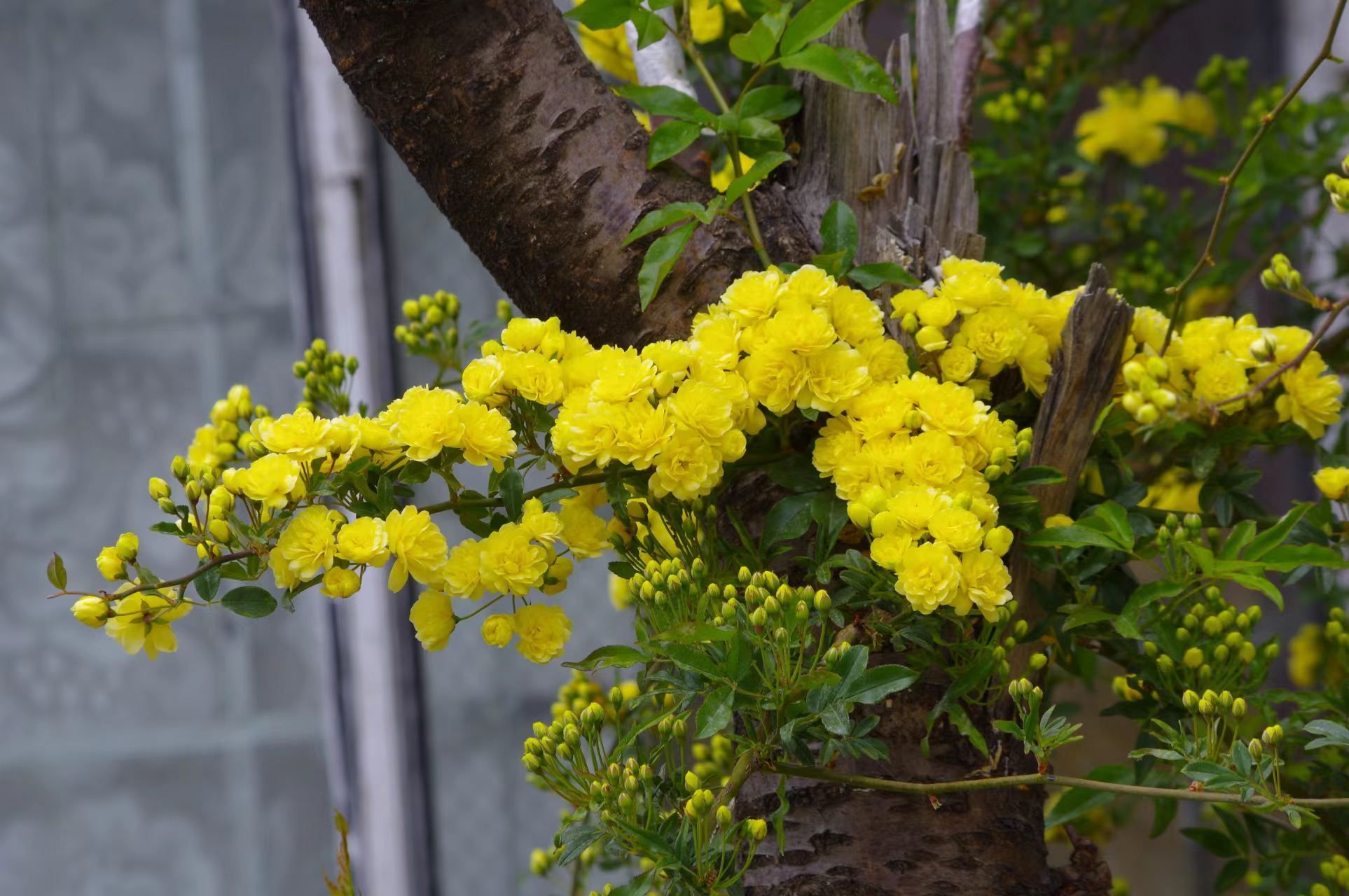 木香花图片高清图片