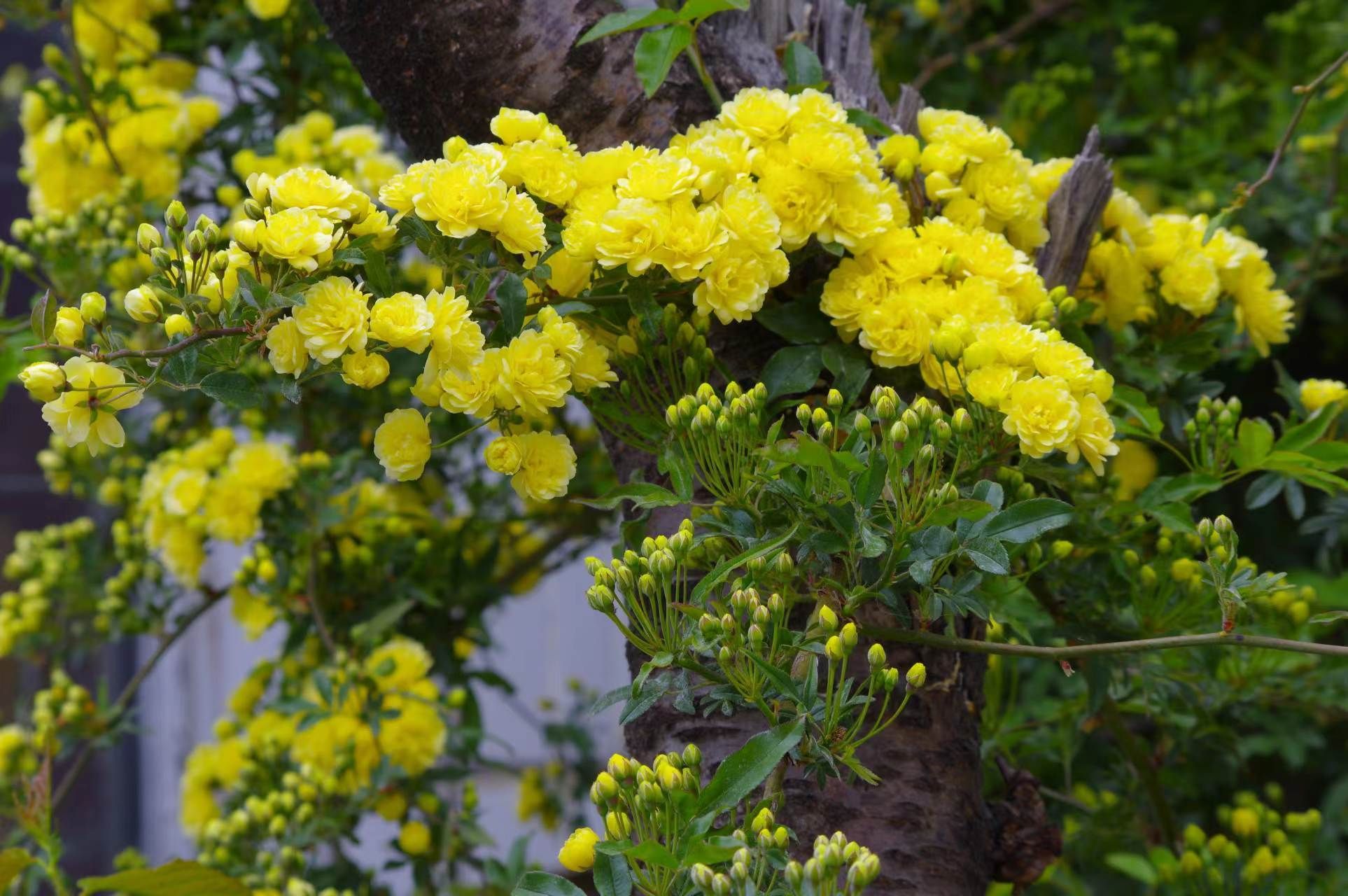 野木香花图片图片