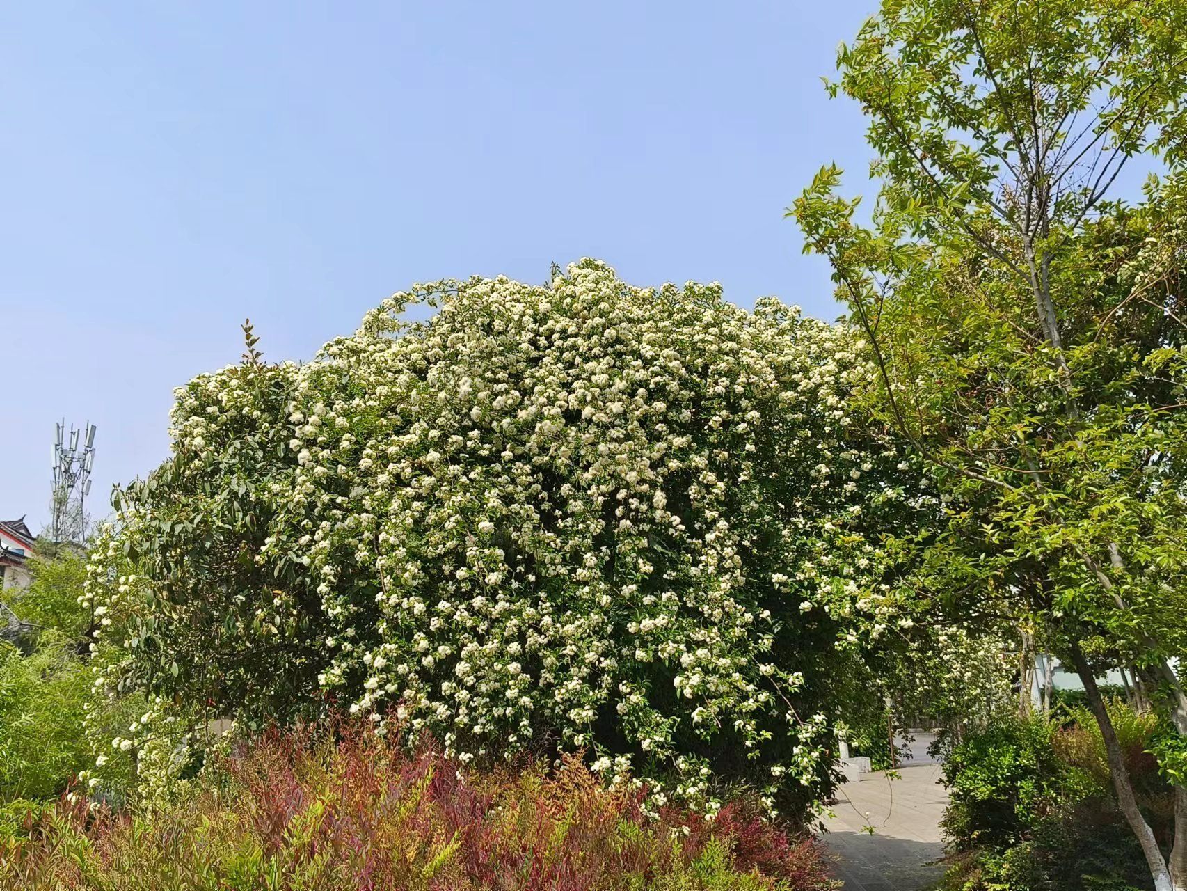 野木香花图片图片