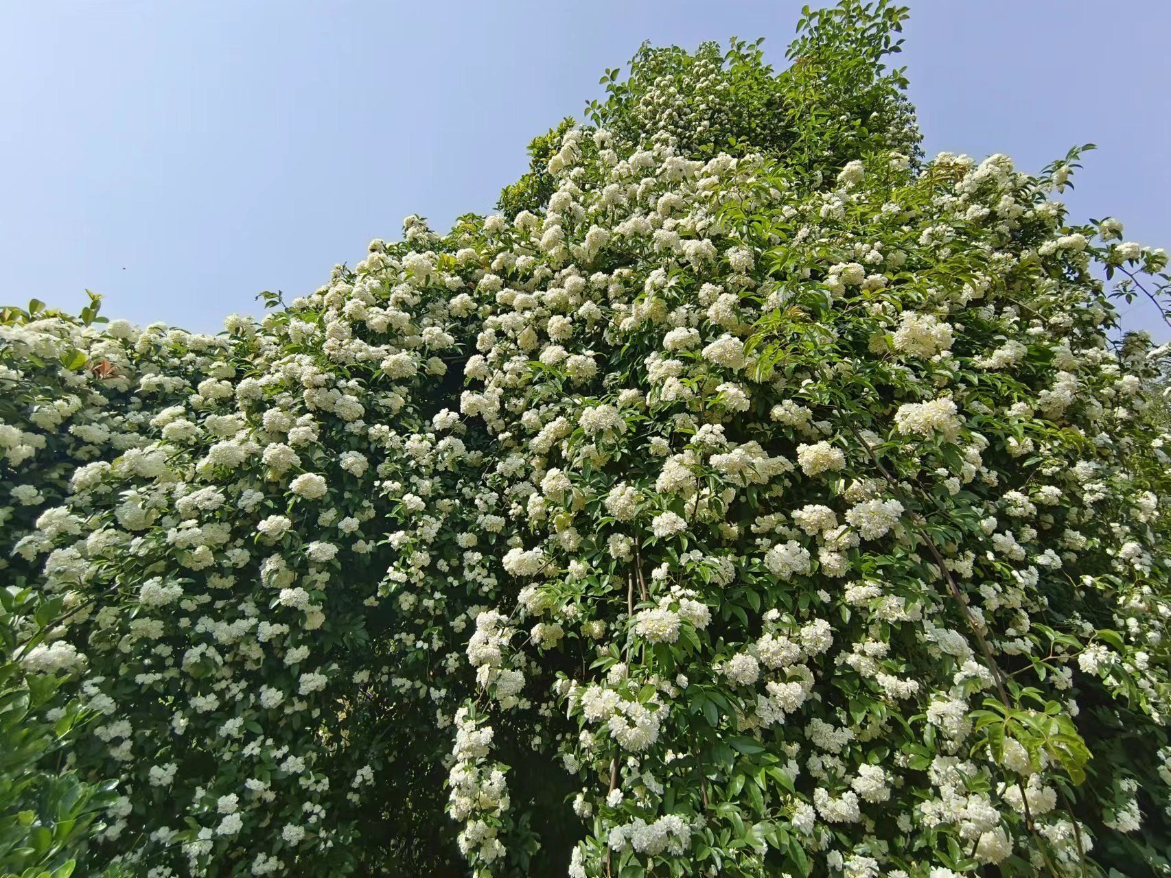 木香花图片高清图片