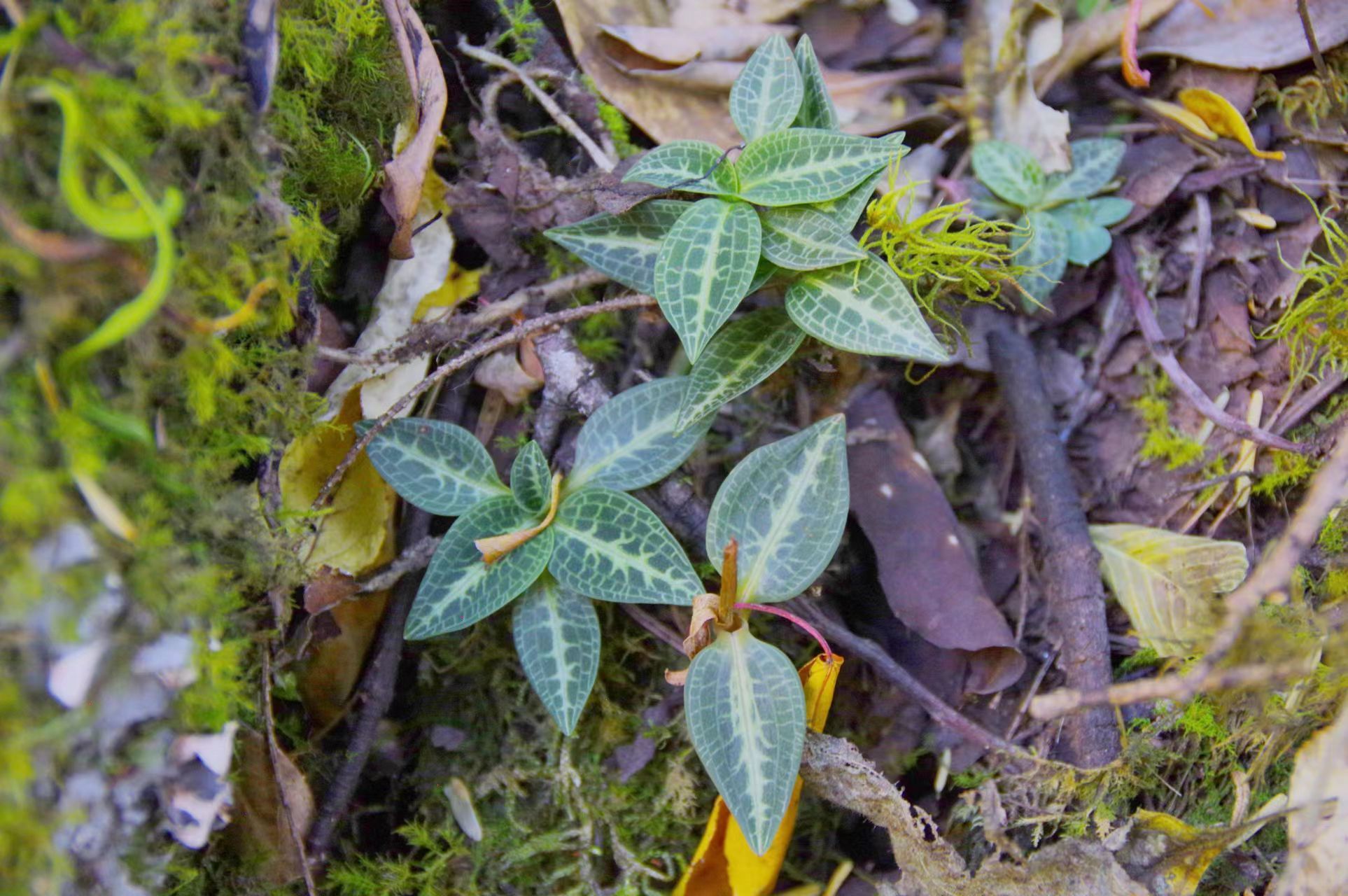 斑叶兰为兰科,斑叶兰属,多年生草本植物,根据地域分布不同,又叫小叶青