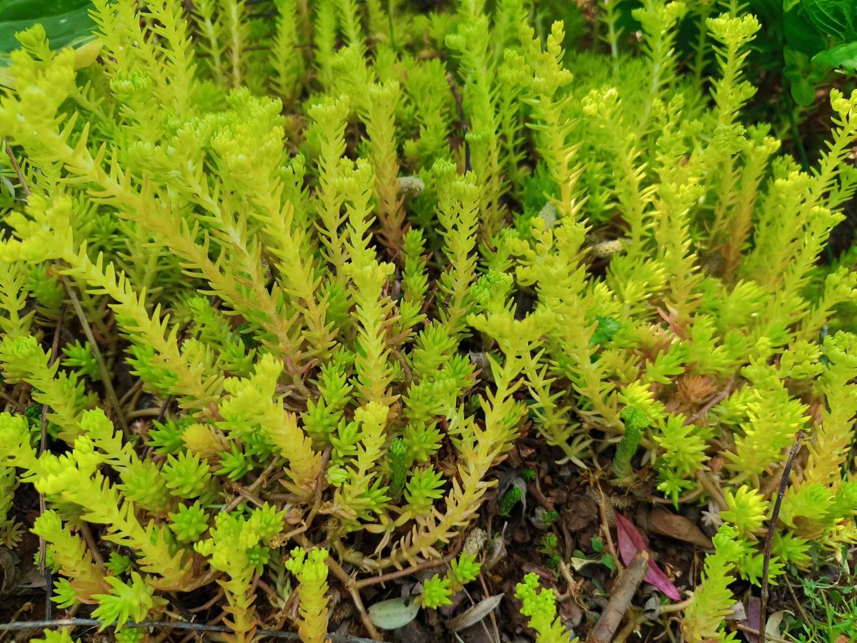 山野寻奇—佛甲草 中国自然保护区生物标本资源共享平台