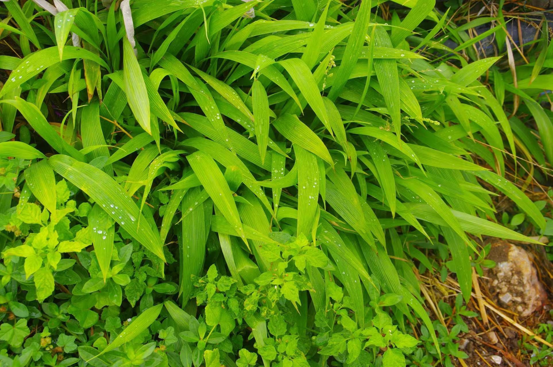 山野寻奇——淡竹叶