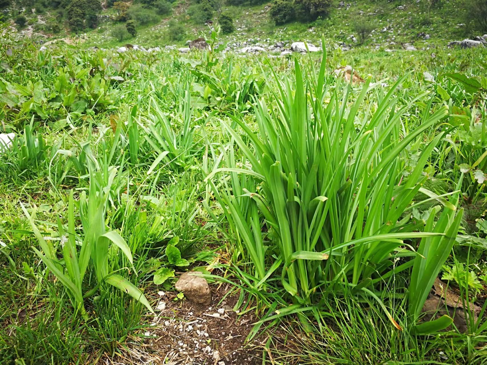 山野寻奇宽叶韭