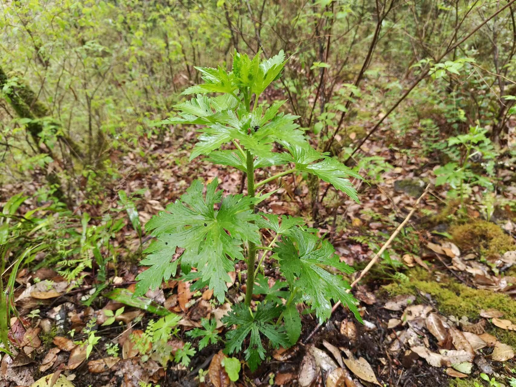 草乌植物图片高清图片