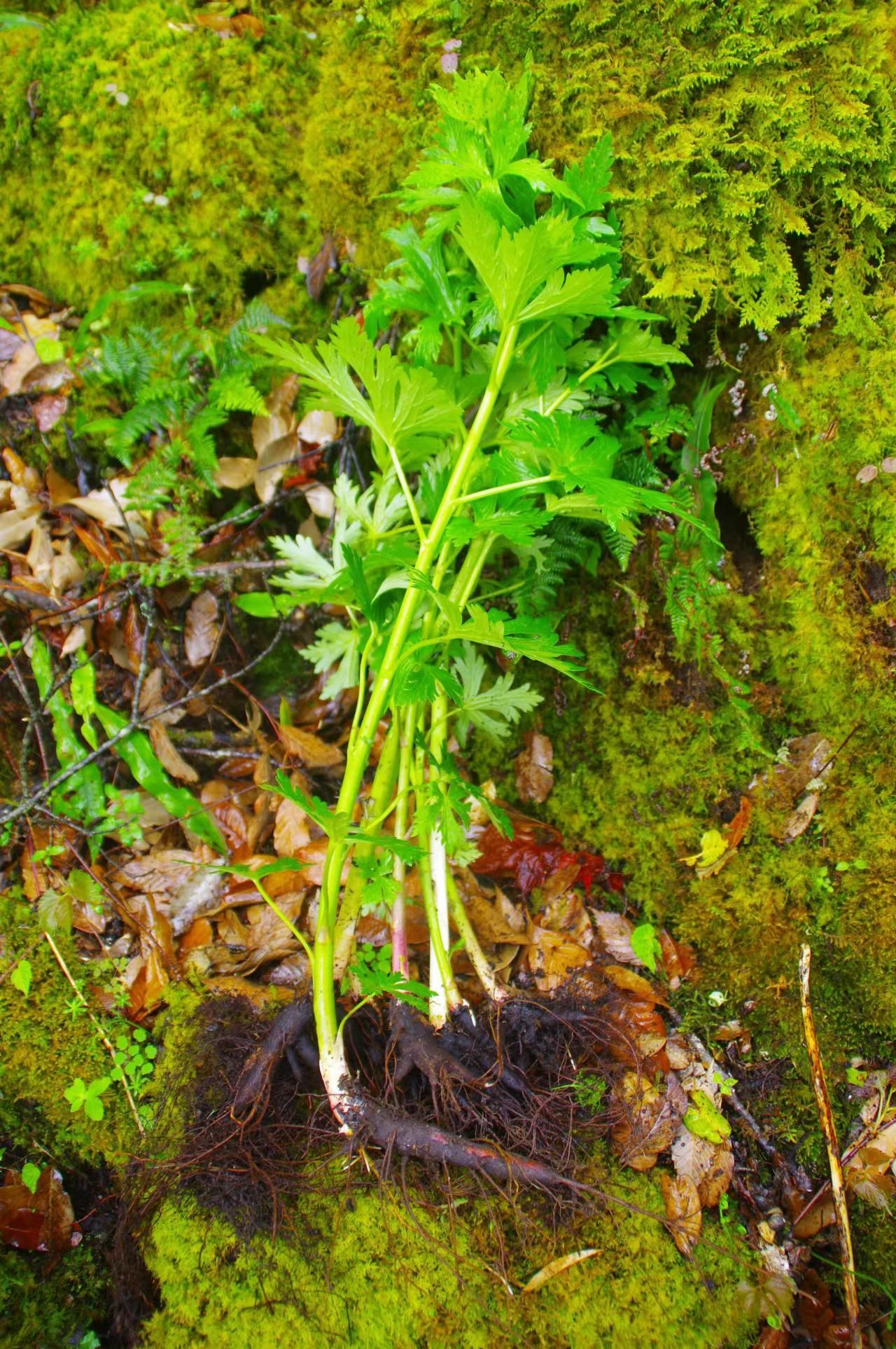 草乌为毛茛科,乌头属,多年生草本植物,根据地域分布不同,又叫药羊蒿