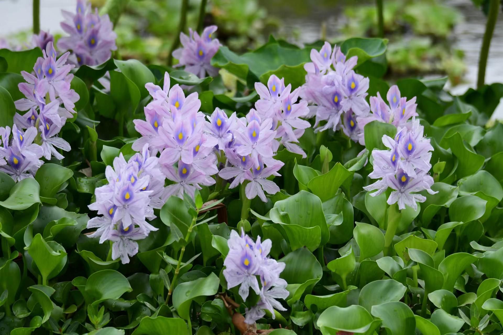 野生水葫芦图片