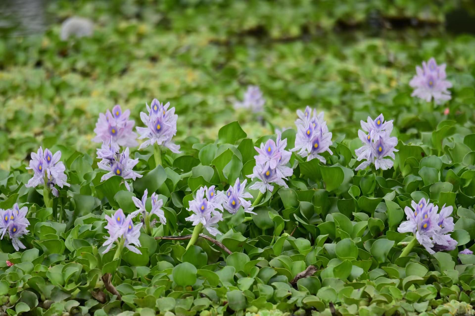 野生水葫芦图片