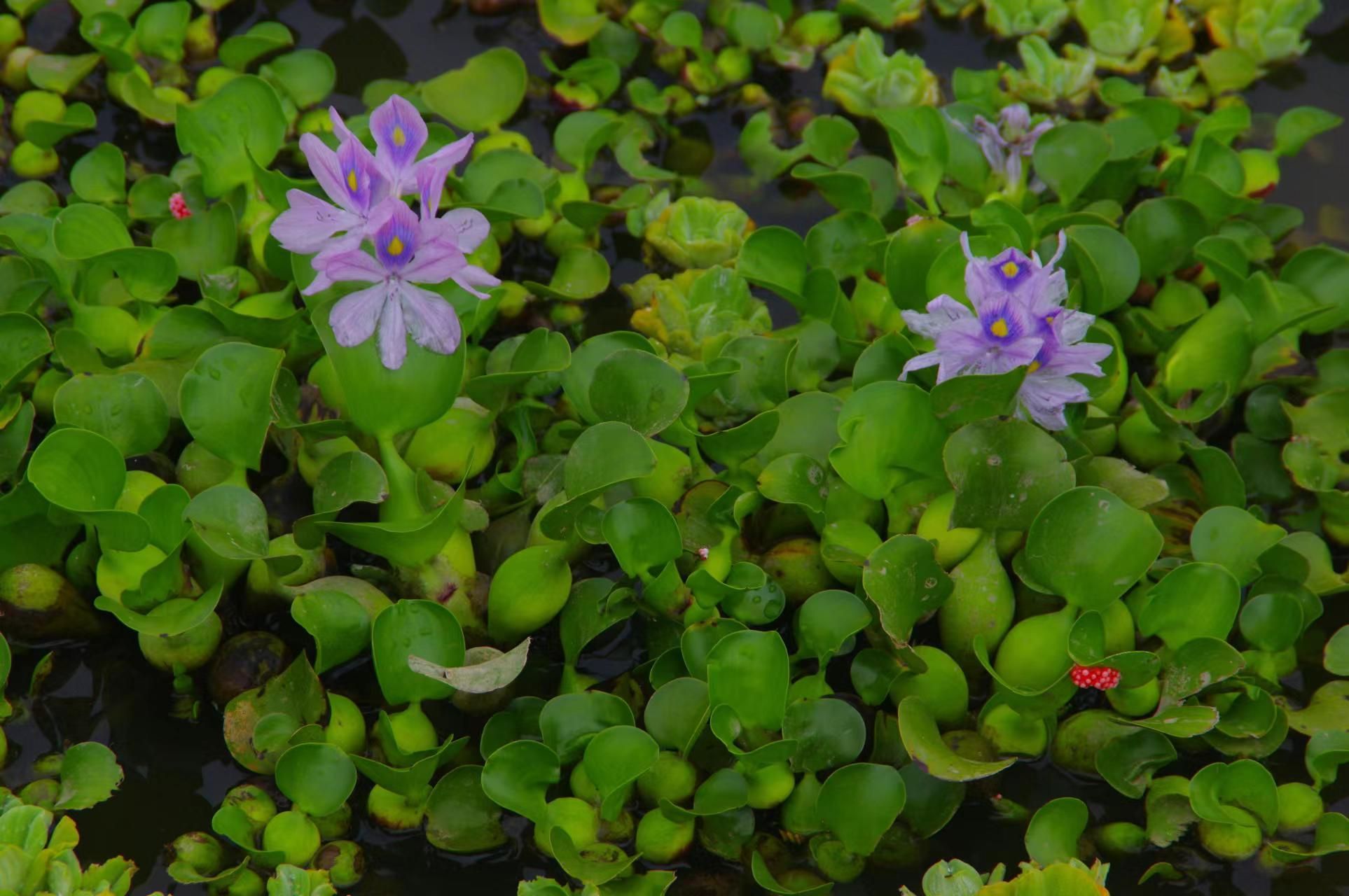 野生水葫芦图片