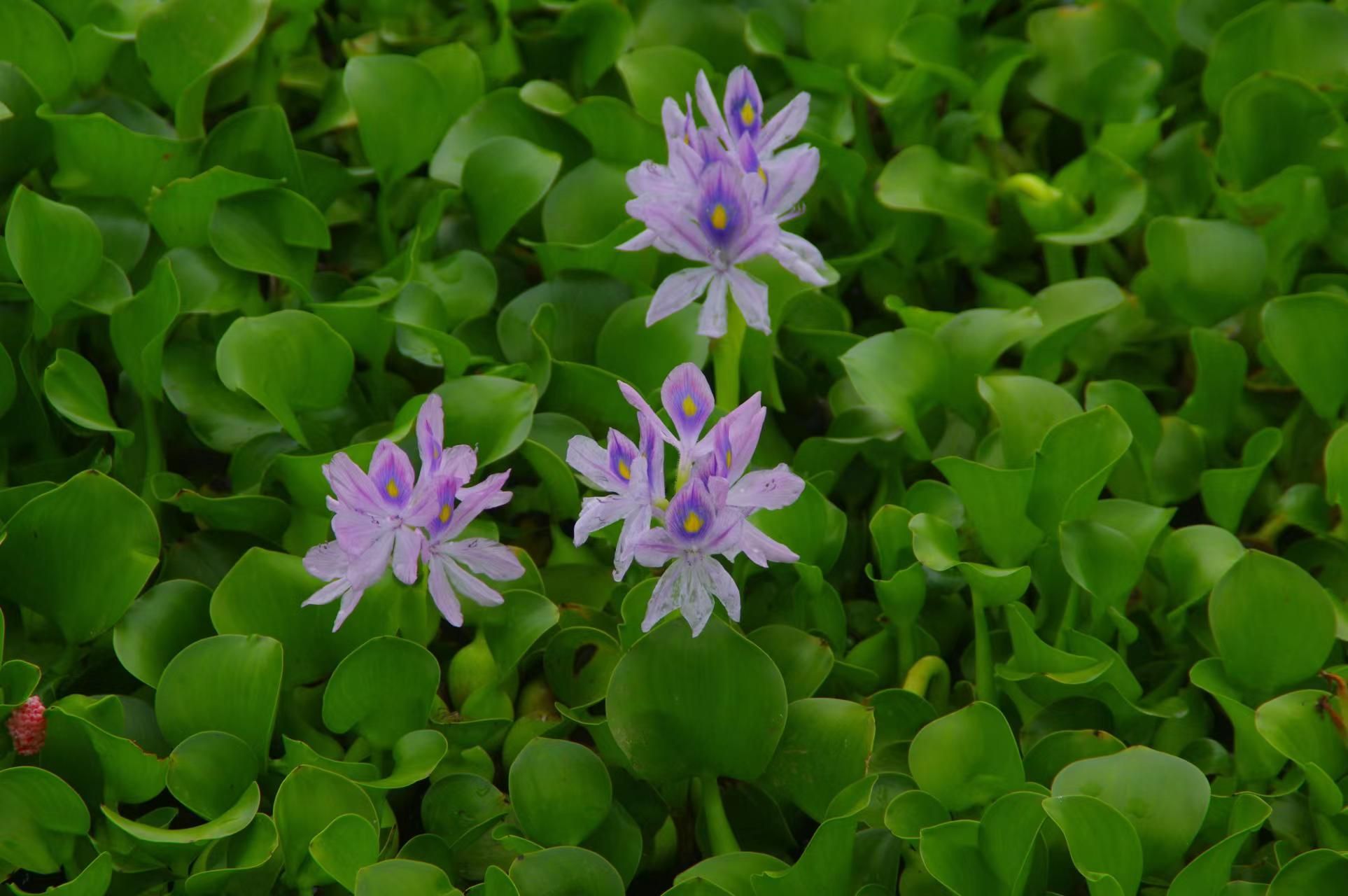 野生水葫芦图片