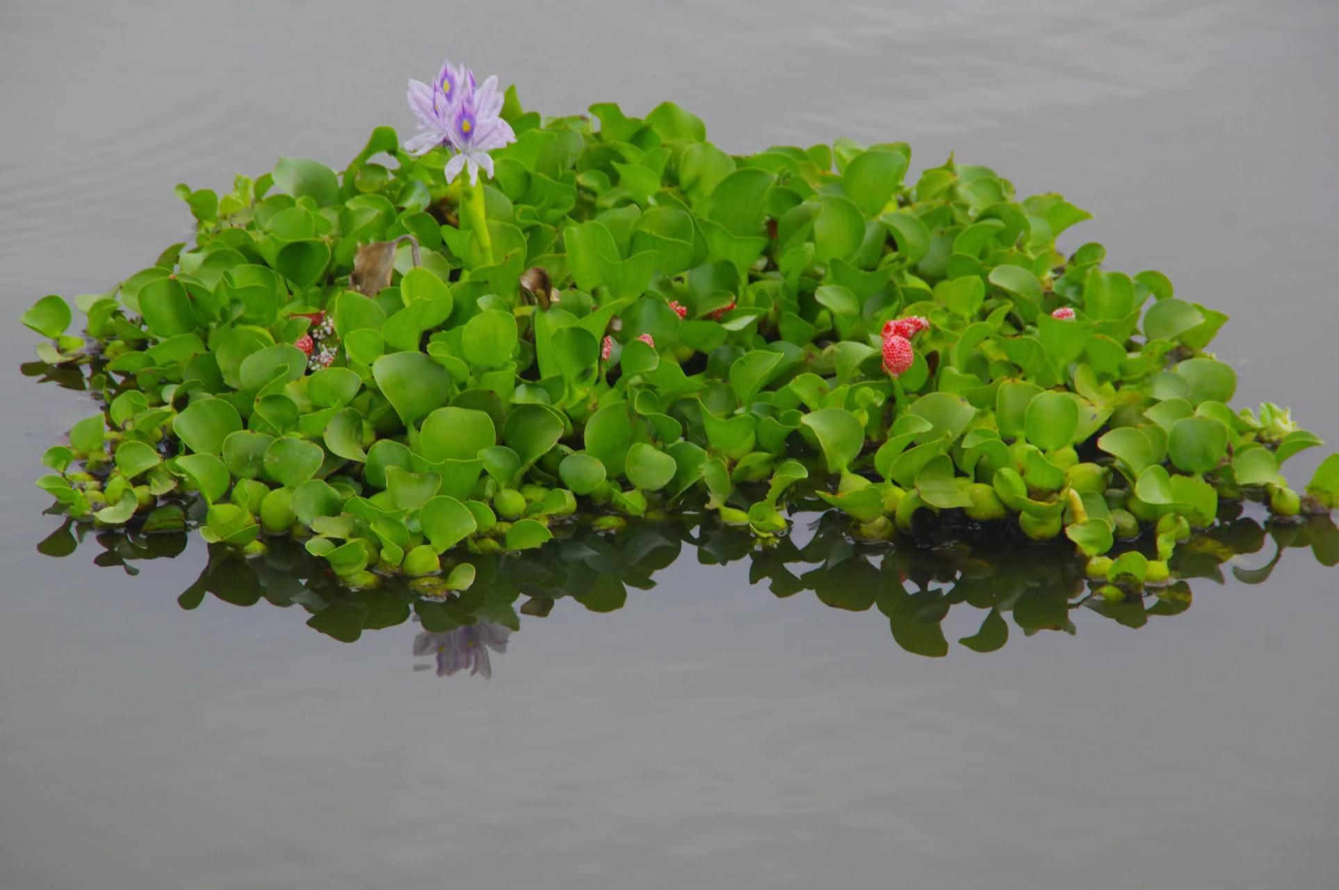 水葫芦图片 简图图片