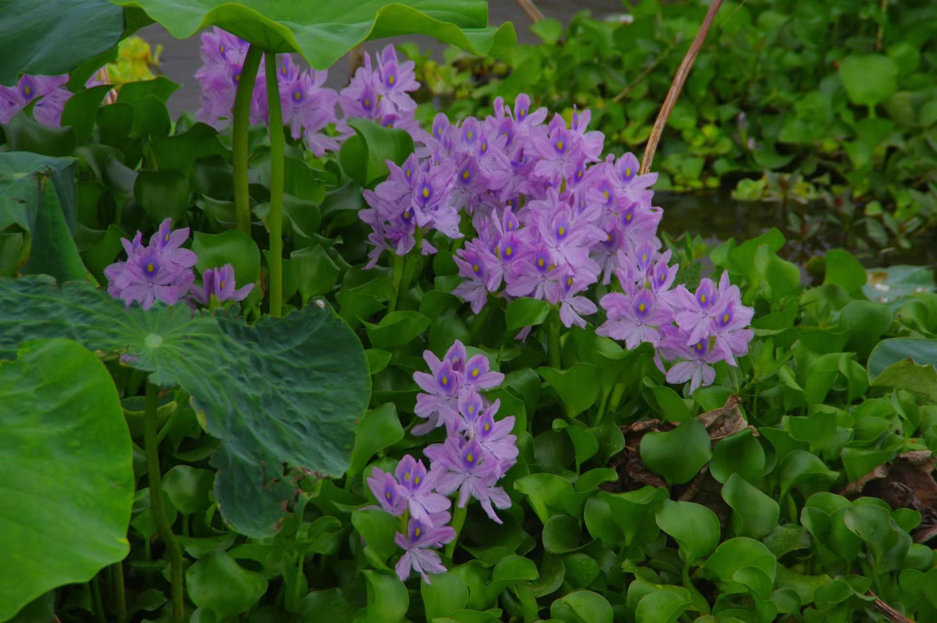 野生水葫芦图片